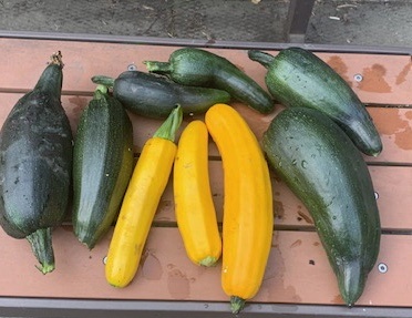 Squash veggies for the Food Bank