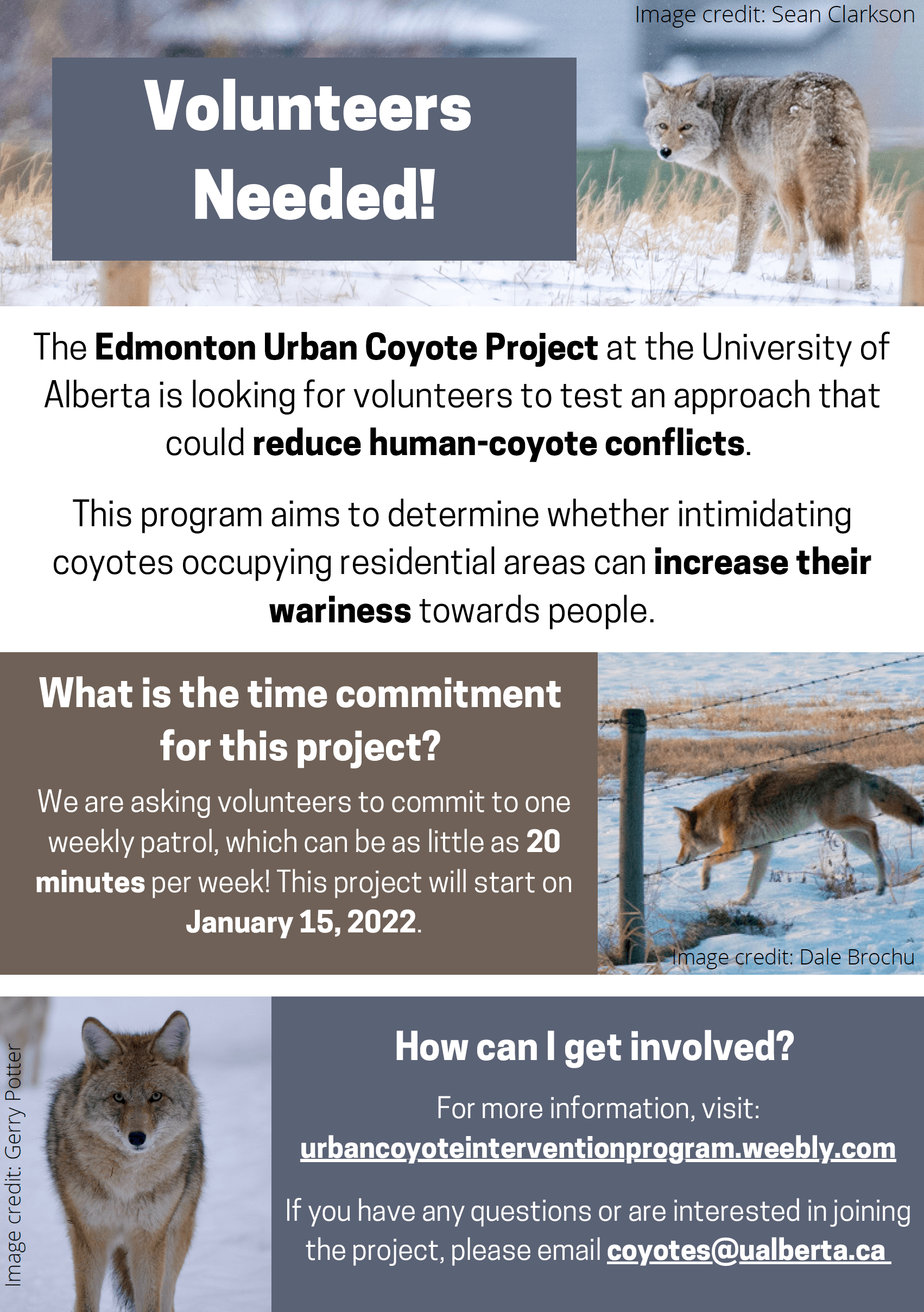 Urban Coyote Prevention poster with images of coyotes being naughty and hanging around people areas