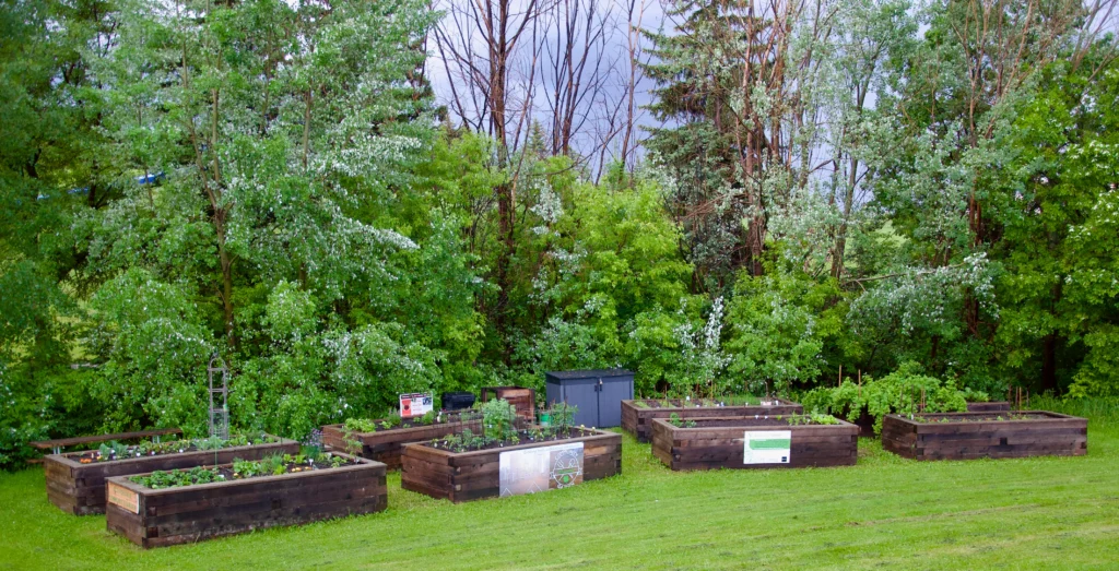 Cloverdale community garden club